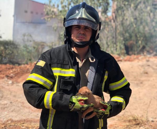 Bombeiros salvam filhotes de cachorro durante incêndio em terreno baldio em Picos
