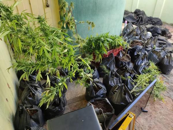  Organizadores de festa s&atilde;o presos com drogas sint&eacute;ticas e planta&ccedil;&atilde;o de maconha em estufa em Pedro II, no Piau&iacute;.(Imagem: Portal P2 )