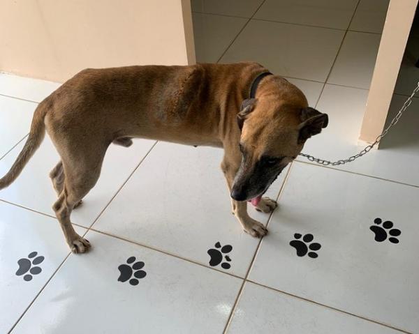 Cachorro esfaqueado pelo próprio dono em Valença do Piauí recebe alta