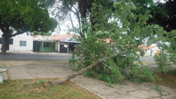 Forte ventania arrancou &aacute;rvores e placas em Floriano.(Imagem:FlorianoNews)