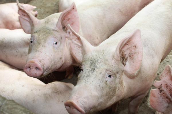 Ministério da Agricultura confirma um caso de peste suína clássica no litoral do Piauí