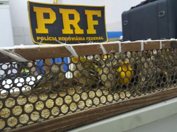 Homem é preso em Floriano transportando pássaros silvestres