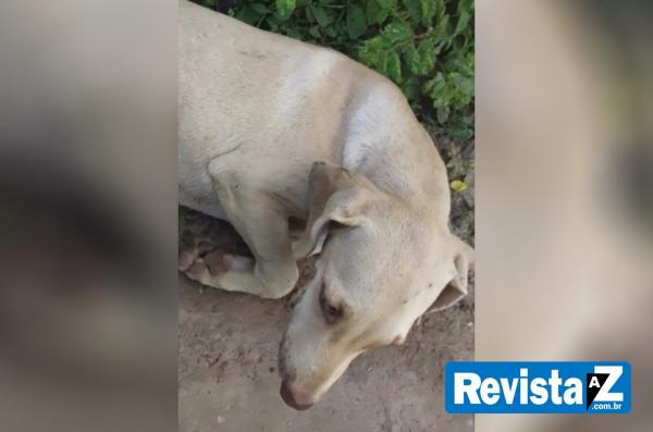 Homem é preso após ser flagrado estuprando cadela em São João do Arraial