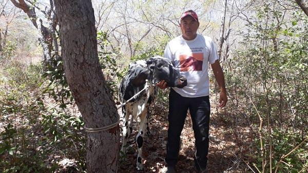 Três adolescentes são apreendidos por furtar gado em fazenda de Floriano