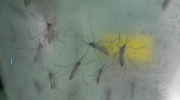 Menina de 2 anos morre com suspeita de dengue no Piauí