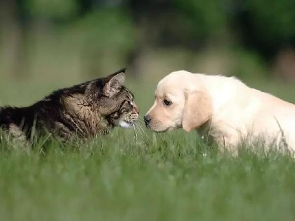 Piauí sanciona lei de proteção a cães e gatos com regras rigorosas para eutanásia