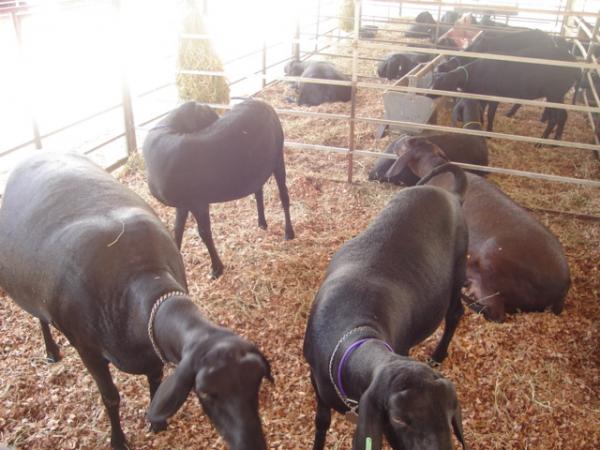 Feira de Ovinos e Caprinos é realizada no Sul do Piauí