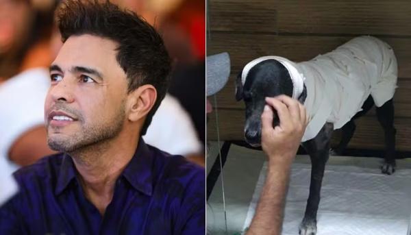 Zez&eacute; di Camargo ir&aacute; adotar cadela que teve 50% do corpo queimado em Teresina.(Imagem:Arquivo Pessoal)