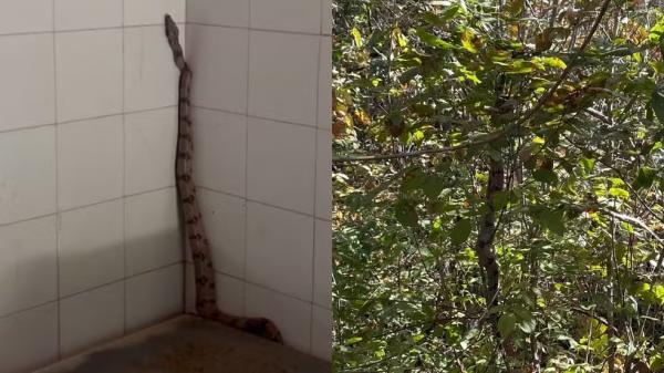 Jiboia aparece em prédio de Secretaria do Meio Ambiente e é resgatada no PI