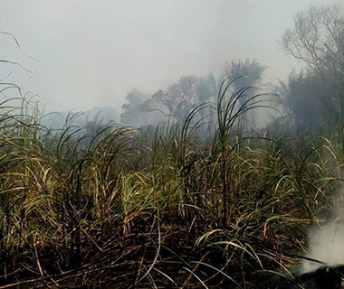 Empresário acredita em incêndio criminoso em canavial da cachaça Lira