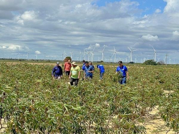 Adapi investiga ataque de praga em lavouras de mandioca no sul do Piau&iacute;(Imagem:Divulga&ccedil;&atilde;o)