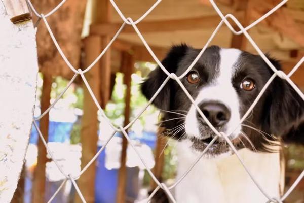 Piauí passa a ter Disque Denúncia para casos de maus-tratos aos animais; confira número