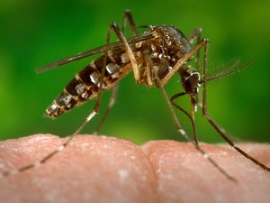 Notificações de dengue passam dos 4 mil na capital; são quase 7 mil no PI