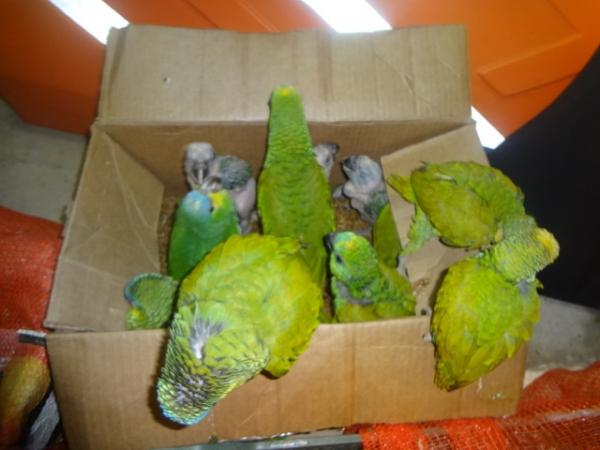 Opera&ccedil;&atilde;o conjunta faz apreens&atilde;o de animais silvestres.(Imagem:FlorianoNews)