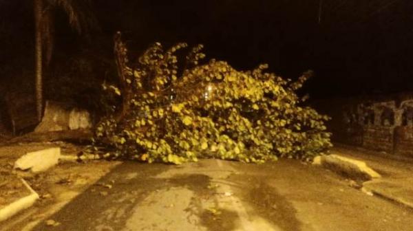 Chuva provoca queda árvores e estragos em Floriano