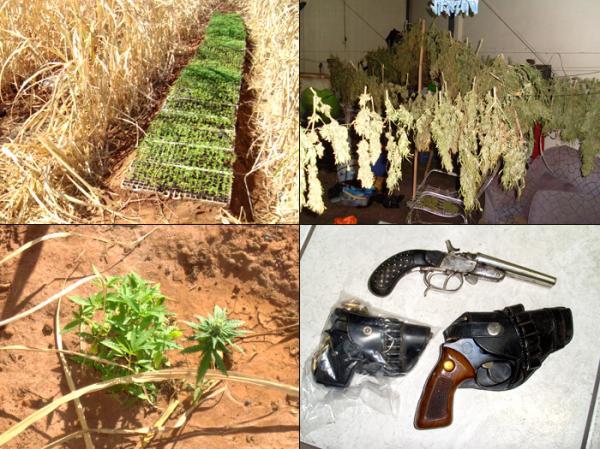 Pol&iacute;cia de Taquaritinga apreendeu uma planta&ccedil;&atilde;o com cerca de cinco mil mudas de maconha(Imagem:Divulga&ccedil;&atilde;o)