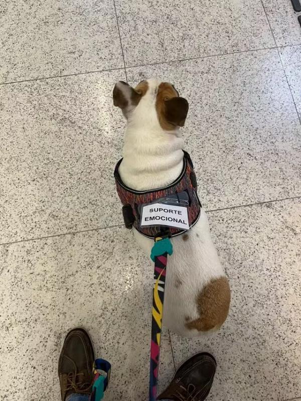 Lei no Piauí autoriza animais de suporte emocional em espaços públicos acompanhando pessoas