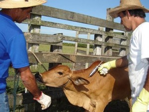 Segunda etapa de vacinação contra a febre aftosa encerra no Piauí