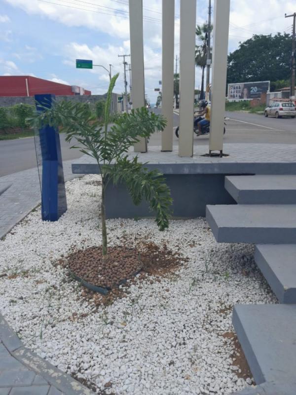 SEMAN inicia reposição de mudas de plantas em praças e rotatórias da cidade.(Imagem:Secom)