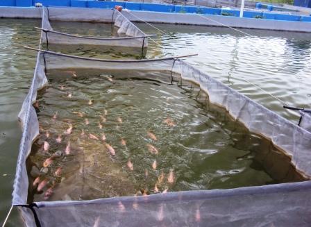 SDR lança Plano Estadual de Desenvolvimento da Aquicultura nesta sexta (22)