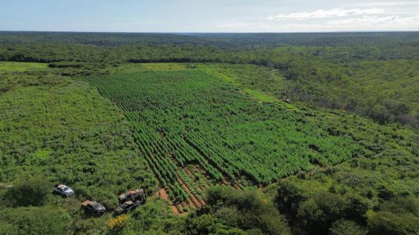 Apreens&atilde;o de maconha no Piau&iacute; cresce mais de 500%, um dos melhores resultados do pa&iacute;s(Imagem:Divulga&ccedil;&atilde;o)