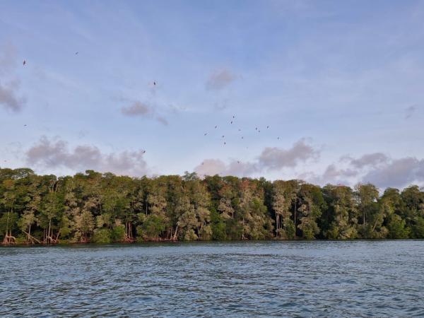 Delta do Parnaíba: Revoada dos Guarás encanta turistas e movimenta economia no litoral do Piauí