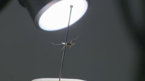 Mosquito Aedes aegypti, transmissor da dengue.(Imagem:Reprodu&ccedil;&atilde;o/RBS TV)