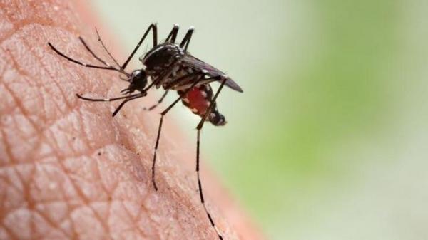 Bebê de seis meses, adolescente de 15 anos e idosa de 78 anos estão entre as mortes por dengue no PI