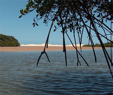 Delta do Parnaíba está entre os 14 ecossistemas afetados pelas manchas de óleo no NE