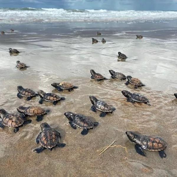 Projeto Adote um ninho busca apadrinhamento das tartarugas do Delta no Piau&iacute;.(Imagem:Instituto Tartarugas do Delta)