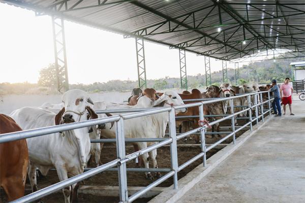 Agropecuária é o setor com maior queda da taxa de ocupação no Piauí, aponta IBGE