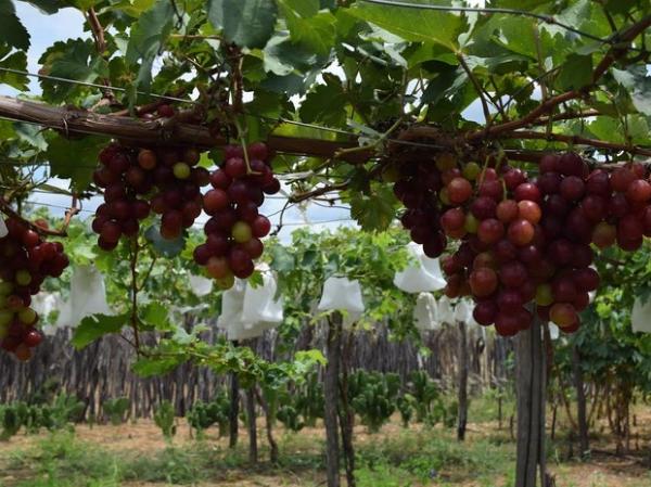 Famílias driblam a seca e investem na plantação de uvas no sertão do PI
