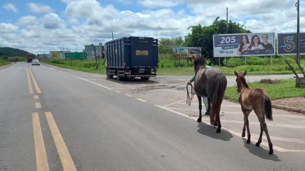PRF recolhe 16 animais soltos na BR 343 entre Altos e Piripiri durante 2ª fase da Operação Armentum