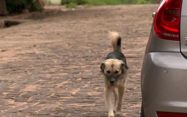 Abandono de animais aumenta no fim do ano e ONGs de Teresina fazem apelo