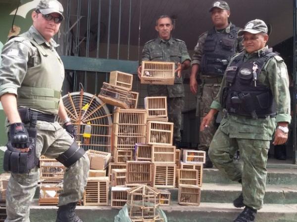 PM flagra venda de animais silvestres e 84 pássaros são resgatados