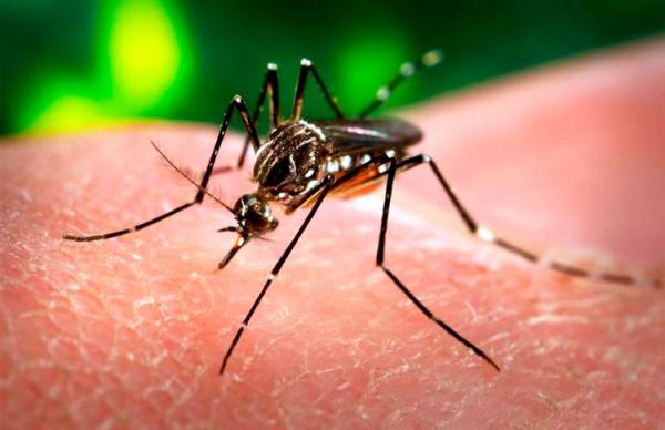 Piauí já registrou 3 casos de Zika vírus e 6 mil de Dengue em 2015