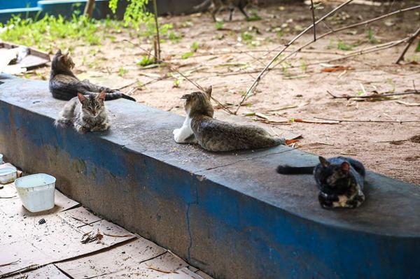 Piauí tem a maior população de gatos do Brasil e lei prevê a criação de "castramóvel"