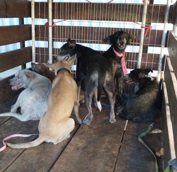 Cães que sobreviveram a incêndio vão para abrigo e protetores fazem campanha para ajudar família