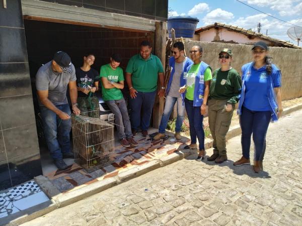 Macacos que eram criados como animais dom&eacute;sticos s&atilde;o apreendidos em Oeiras. (Imagem:Reprodu&ccedil;&atilde;o/Semar)
