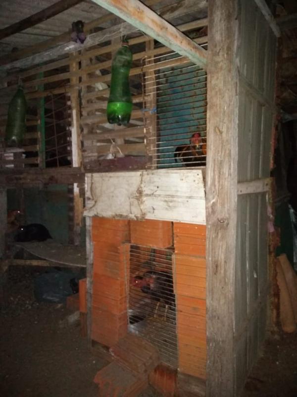 Galos eram mantidos em gaiolas e treinados para lutas na zona rural de Lu&iacute;s Correia, no litoral do Piau&iacute;.(Imagem:Divulga&ccedil;&atilde;o/ Batalh&atilde;o de Pol&iacute;cia Ambiental)