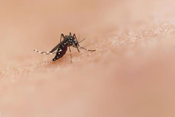 Número de casos de dengue aumenta 91,5% entre 2023 e 2024 no Piauí