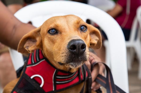 Rafael Fonteles sanciona lei para proteção animal e controle de reprodução de cães e gatos