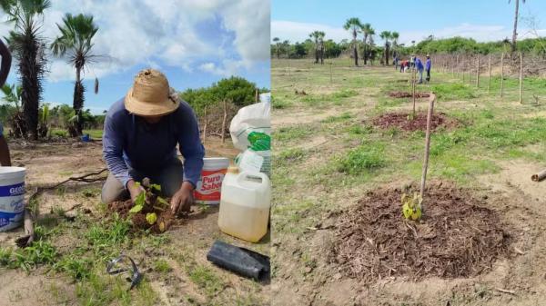 Projeto testa cultivo de carna&uacute;ba junto com alimentos para diversificar renda de agricultores no Piau&iacute;.(Imagem:Rodrigo Di&oacute;genes)
