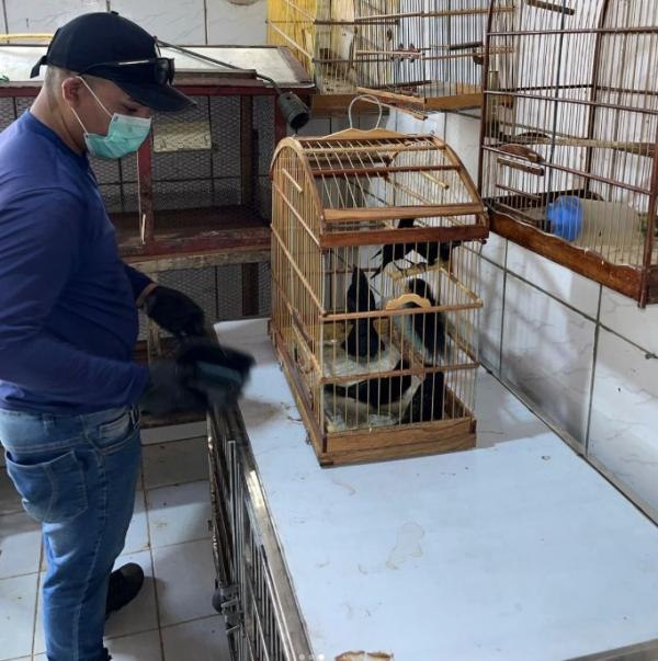 SEMAN atua em nova apreens&atilde;o de animais silvestres em a&ccedil;&atilde;o conjunta com PRF, Pol&iacute;cia Civil e IBAMA(Imagem:Reprodu&ccedil;&atilde;o/Instagram)