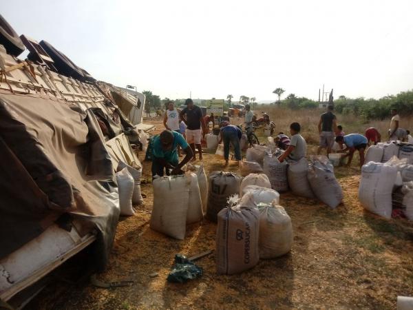 Carreta carregada de milho tomba e carga &eacute; saqueada na localidade Paracaty(Imagem:FlorianoNews)