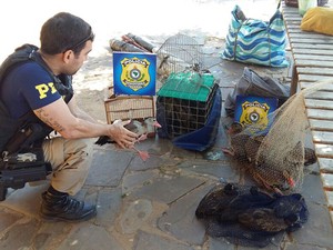 Apreensão de animais cresce 40% no primeiro quadrimestre de 2016 no PI