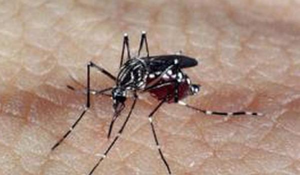 Piauí mantém redução de casos de dengue