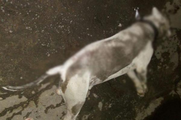 Pitbull ataca criança de oito anos e é morto com tiro na Capital