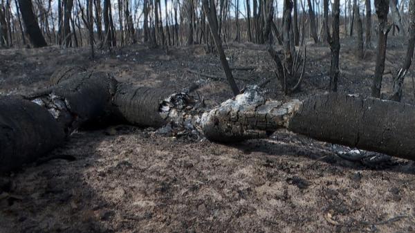 Dia Nacional do Cerrado: bioma já perdeu 50% da vegetação original e pesquisadoras alertam para aume