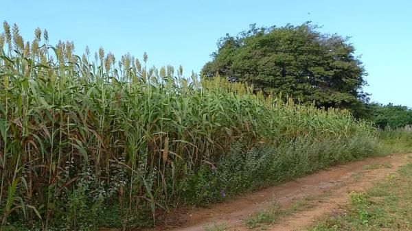  Planta&ccedil;&atilde;o de sorgo.(Imagem:Inter TV Cabugi/Reprodu&ccedil;&atilde;o )